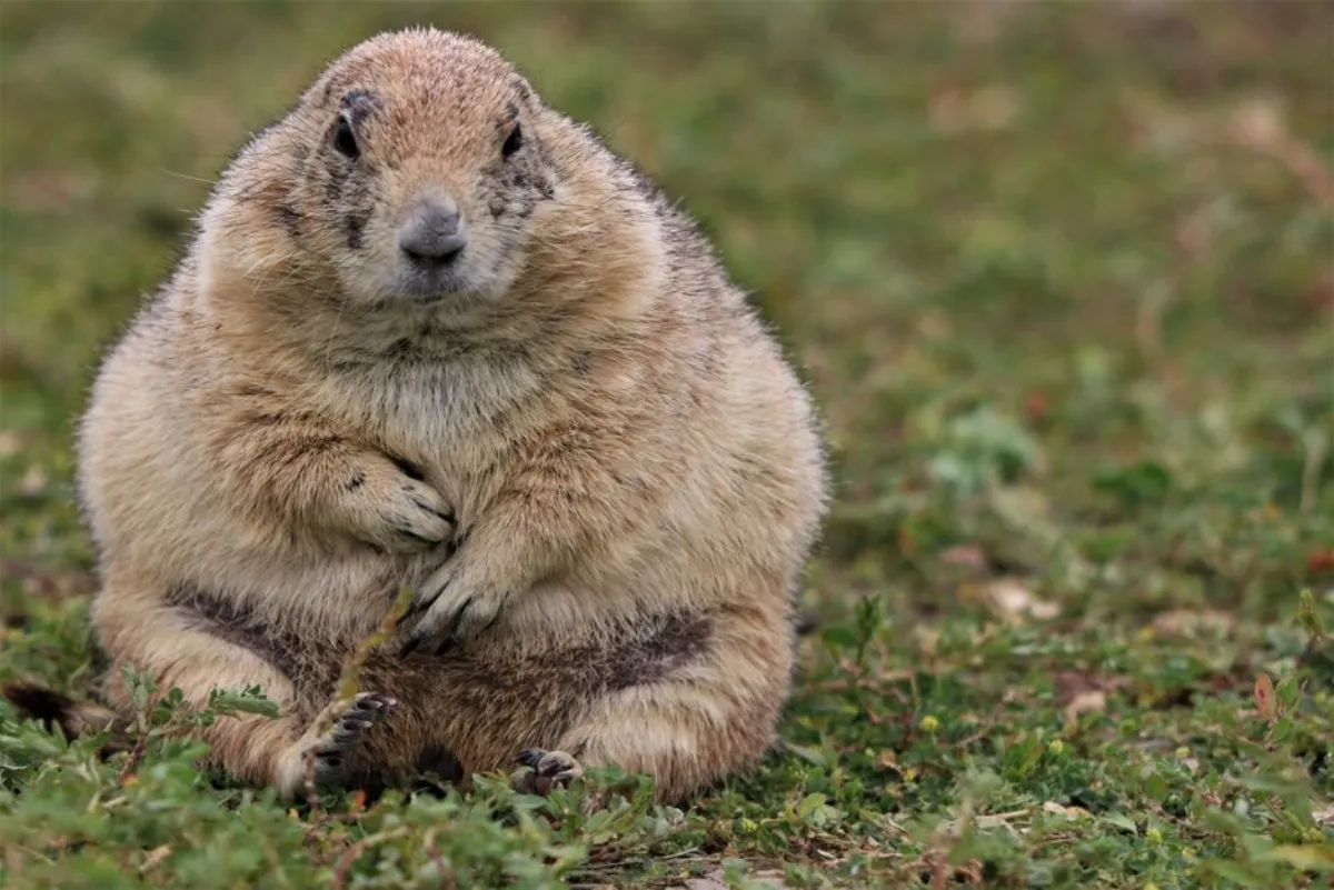 cute chubby